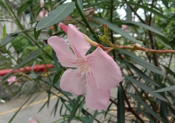 oleander virág látható háttérben a zöld levelek és egy út. 