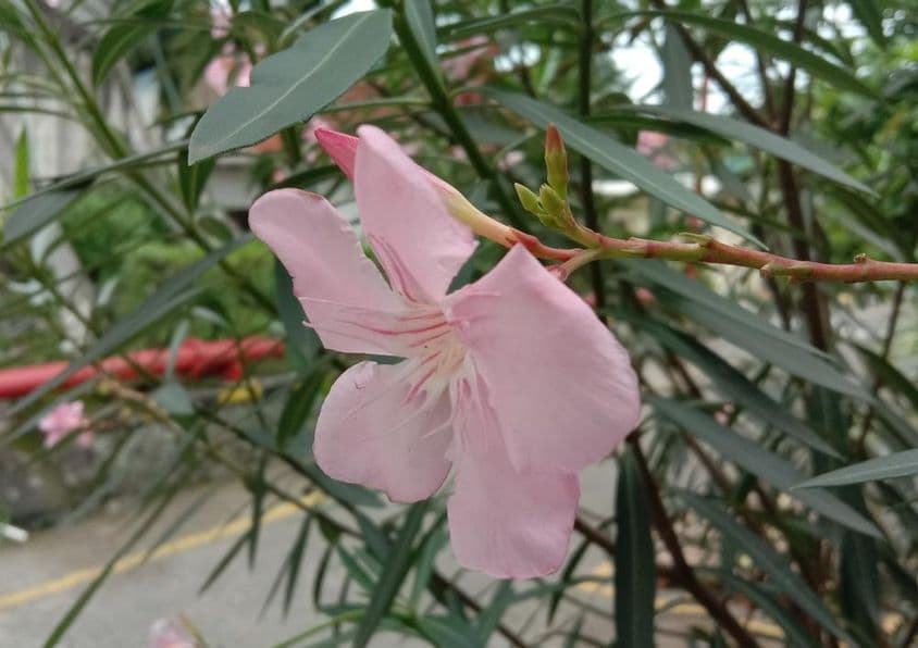 oleander virág látható háttérben a zöld levelek és egy út. 