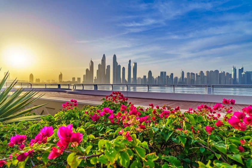 Dubai virágok, háttérben a felhőkarcolok.