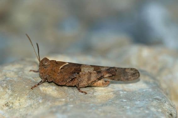 Sáska kövön pihen.