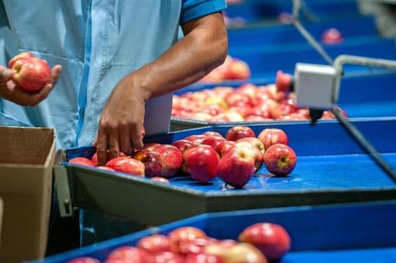 Csomagolóüzemben almát válogat egy férfi.