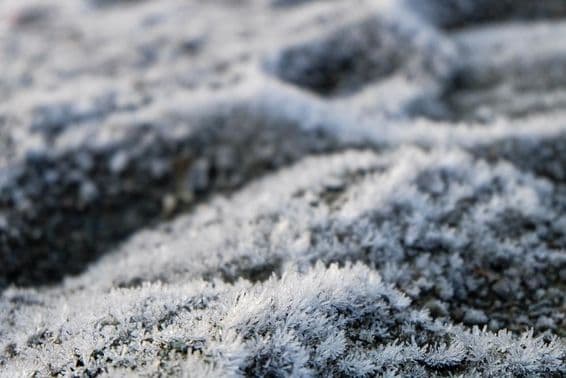 Fagyott fű, fagyott vadvirág.