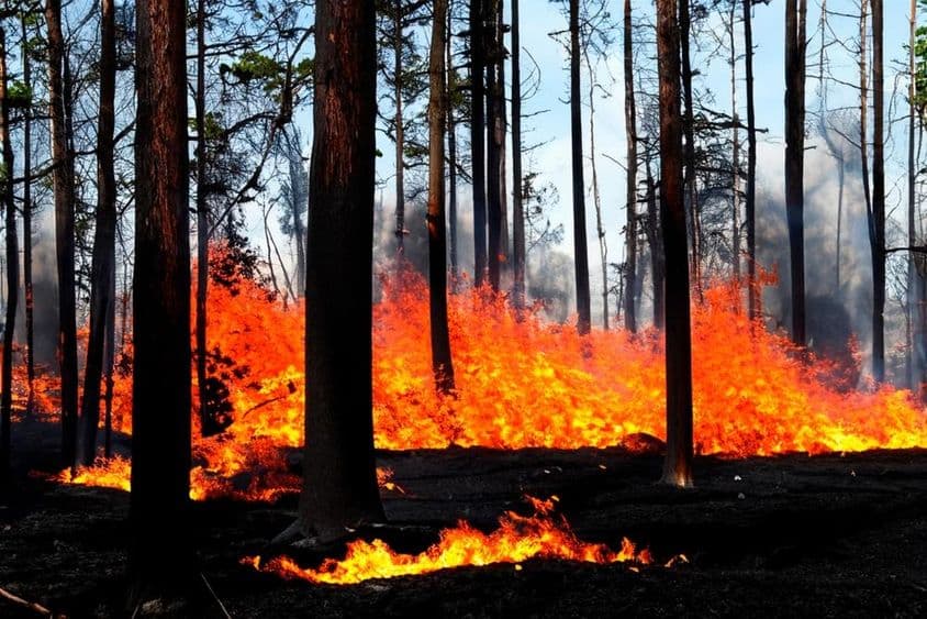 Erdőtűz van folyamatban, USA Los Angeles, Malibu.