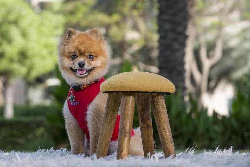 Pomerániai fajtatiszta kutya piros ingben.