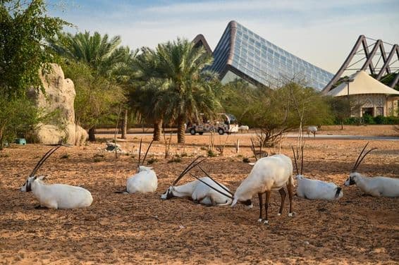 Egyesült Arab Emírségek, dubai szafari park.