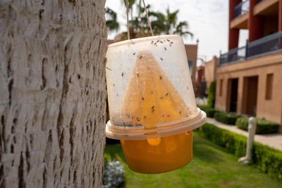 Csapda rovarok, például szúnyogok és legyek számára.