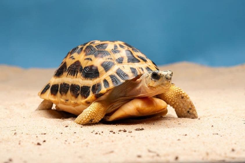 A pókteknős (Pyxis arachnoides).