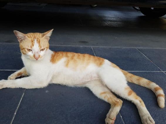 Az arab mau a házimacska egy fajtája.