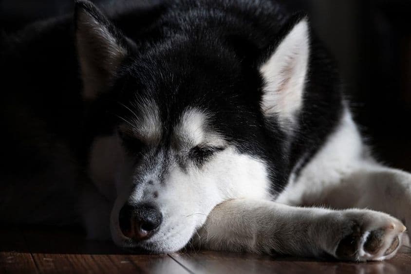 Egy szibériai Husky, aki alszik egy szobában.