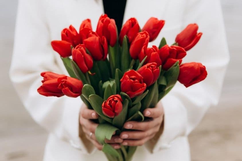 Egy csokor vörös tulipán virág.
