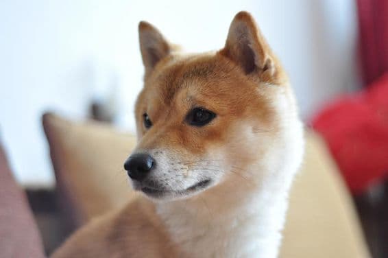 Közelről fiatal shiba inu kutya.