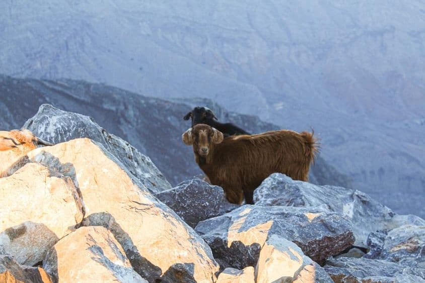 Az arab Tahr Jebel Jais, Ras Al Khaimah figyelhető meg.