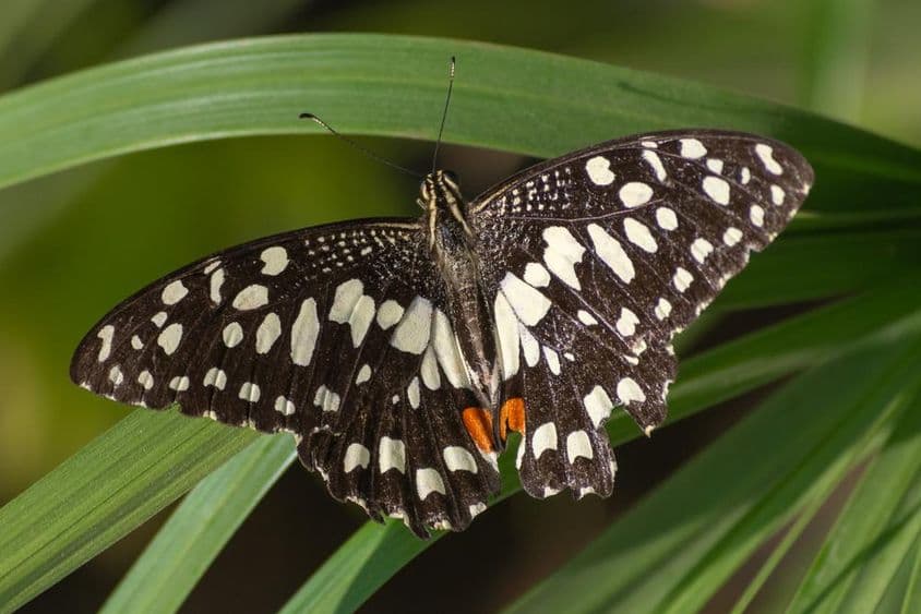 A kockás fecskefarkúlepke egy piros virágon (Papilio demoleus) Abu Dhabiban.