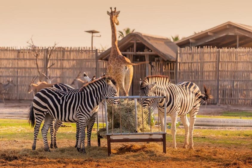 Több zebra friss szénát és takarmánykeveréket eszik.