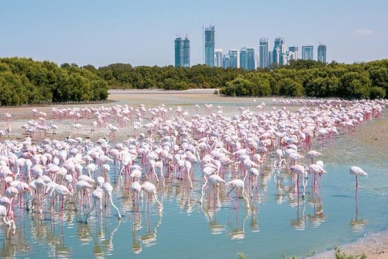 Több ezer nagy flamingó (Phoenicopterus roseus) a dubaji Ras Al Khor vadrezervátumban.