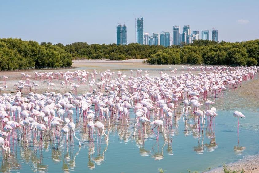 Több ezer nagy flamingó (Phoenicopterus roseus) a dubaji Ras Al Khor vadrezervátumban.