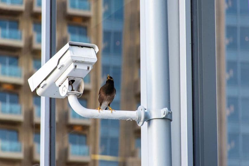 Madár a Dubai City CCTV biztonsági kameráján.