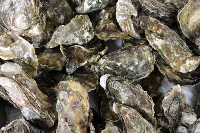 Élő héjban élő osztrigák.