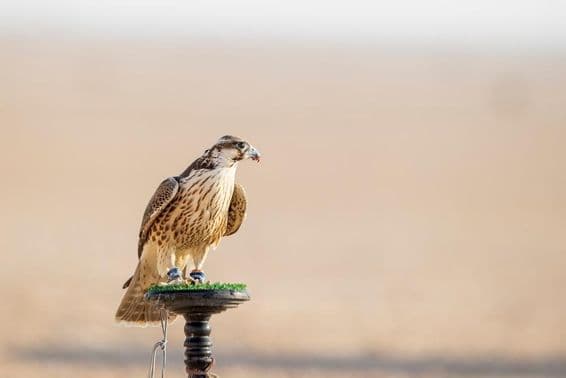 Sólyom kiképzés során a sivatagban, Mesaieed-ben, Katarban.