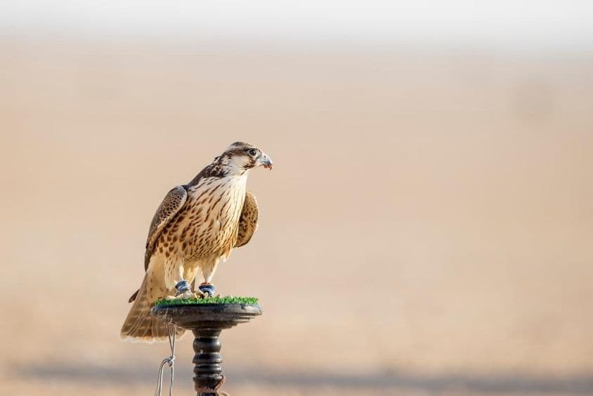 Sólyom kiképzés során a sivatagban, Mesaieed-ben, Katarban.