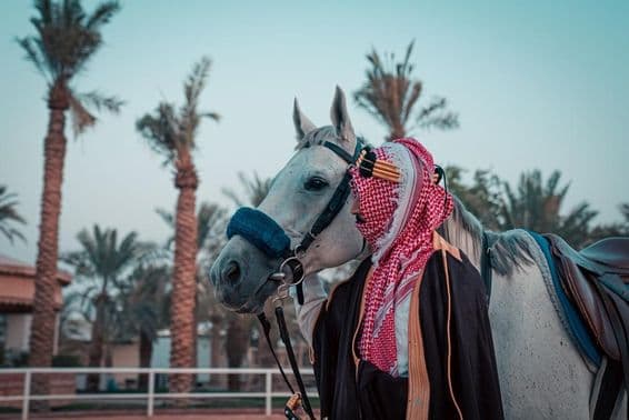 Egy ló háttérben pálmafák.