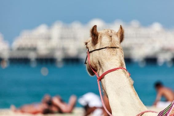 A tevegelés nagyon népszerű télen és hideg időben Dubaiban.