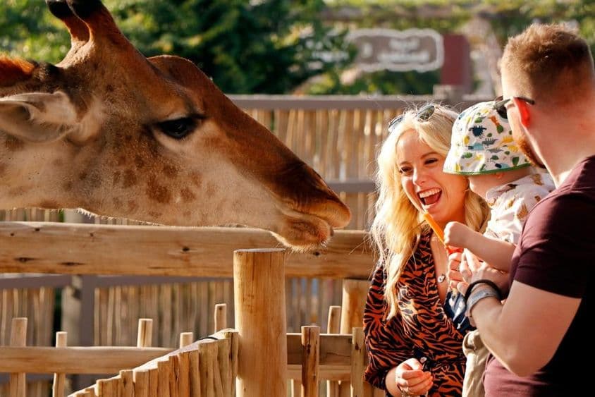 Család élvezi a zsiráfok etetését a dubai szafari parkban.