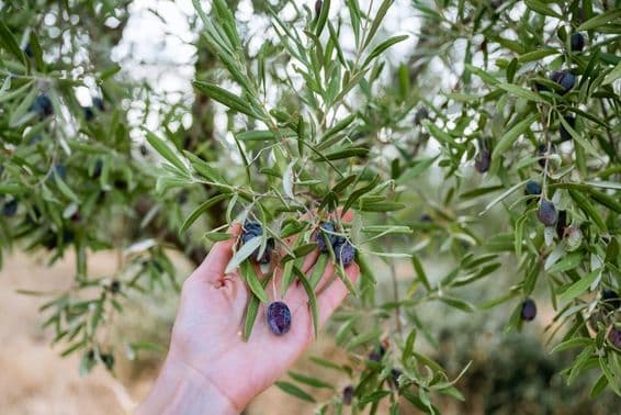 Kék olajbogyót tartó kéz az olajfán.