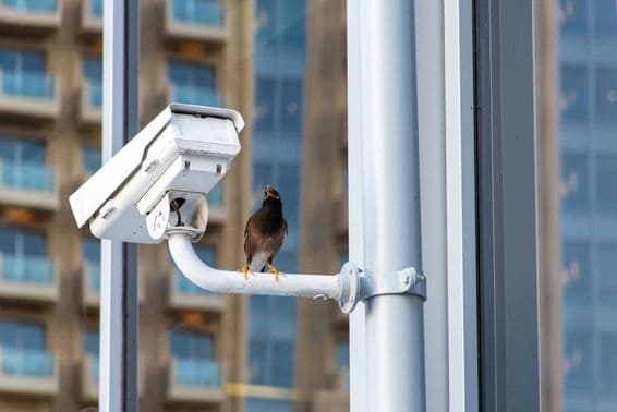 Madár a Dubai City CCTV biztonsági kameráján.