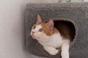 Macska pihen a macskatoronyban.