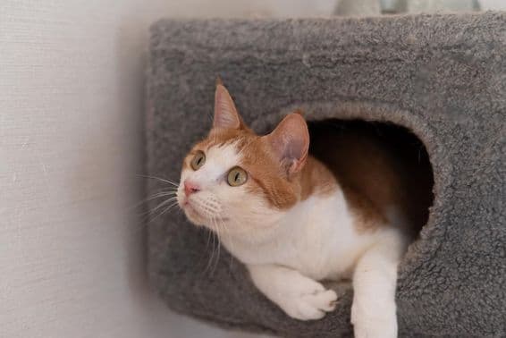 Macska pihen a macskatoronyban.