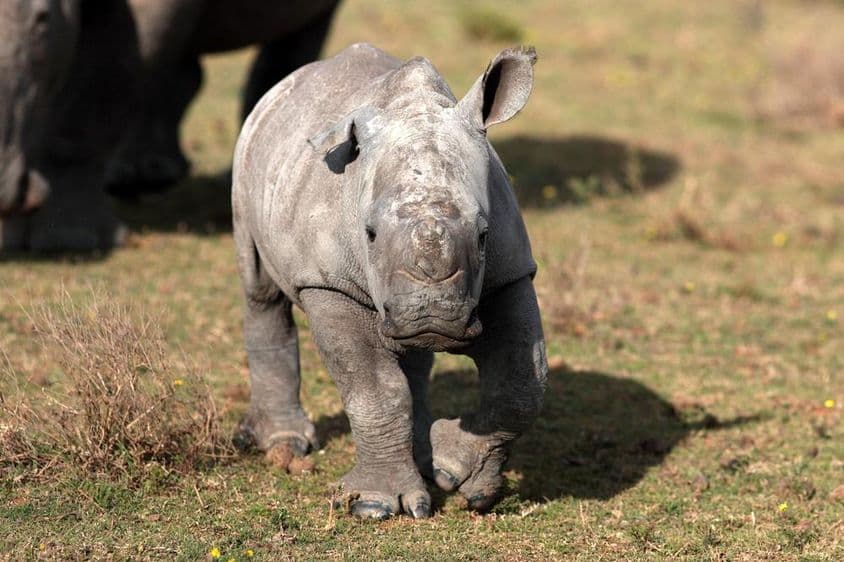 Egy újszülött széles szájú orrszarvú