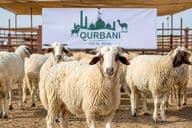 Qurbani Előkészületek Dubaiban