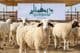 Qurbani Előkészületek Dubaiban