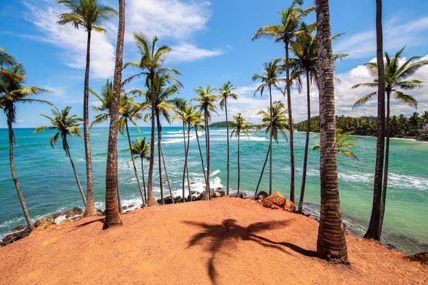 Mirissa pálmafái, Srí Lanka