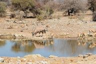 oryx a szavannán, Afrikában.
