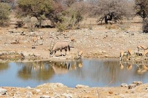 oryx a szavannán, Afrikában.